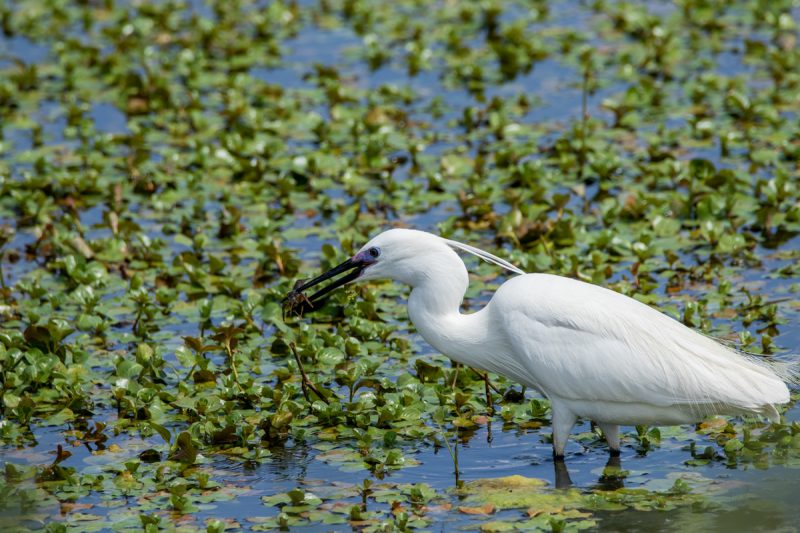 Aigrette garzette ayant attrapé une écrevisse